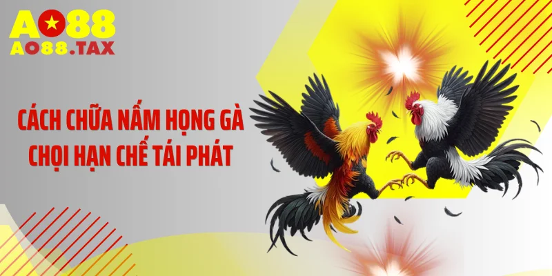 Cách chữa nấm họng gà chọi hạn chế tái phát