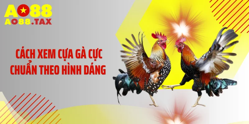 Cách Xem Cựa Gà Ao88 - Tuyệt Kỹ Nhận Diện Chiến Thần Bất Bại 4 Cách xem cựa gà cực chuẩn theo hình dáng