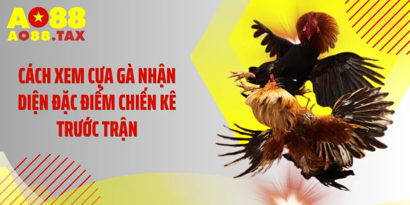 Cách Xem Cựa Gà Ao88 - Tuyệt Kỹ Nhận Diện Chiến Thần Bất Bại 2 Cách xem cựa gà nhận diện đặc điểm chiến kê trước trận