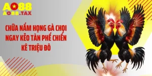 Chữa Nấm Họng Gà Chọi Ngay Kẻo Tàn Phế Chiến Kê Triệu Đô