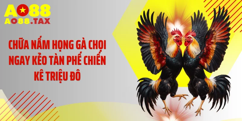 Chữa Nấm Họng Gà Chọi Ngay Kẻo Tàn Phế Chiến Kê Triệu Đô