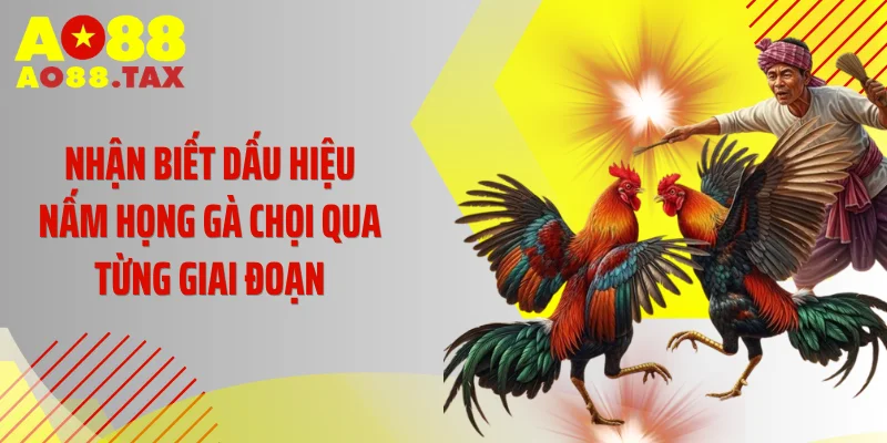 Nhận biết dấu hiệu nấm họng gà chọi qua từng giai đoạn