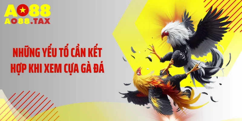 Cách Xem Cựa Gà Ao88 - Tuyệt Kỹ Nhận Diện Chiến Thần Bất Bại 5 Những yếu tố cần kết hợp khi xem cựa gà đá