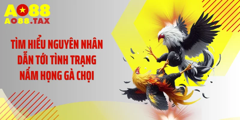 Tìm hiểu nguyên nhân dẫn tới tình trạng nấm họng gà chọi