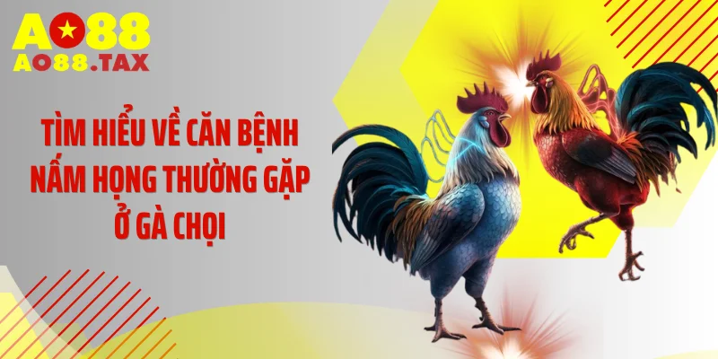 Tìm hiểu về căn bệnh nấm họng thường gặp ở gà chọi